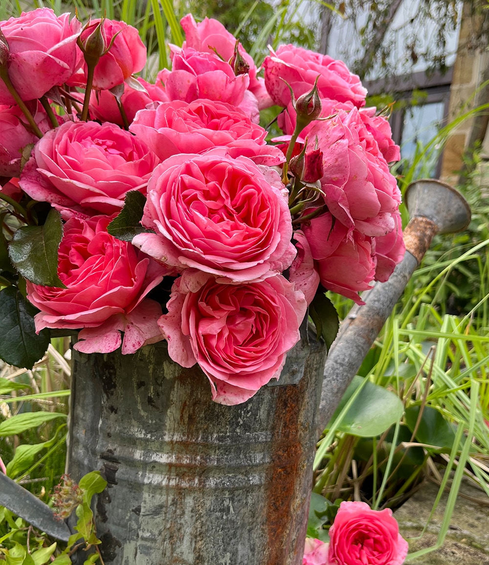 Rosier Comtesse Liger-Belair®