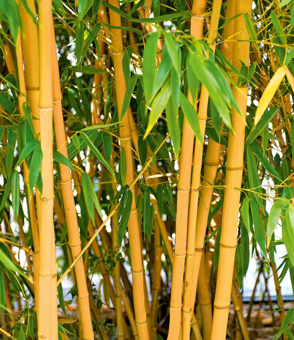 Bambou doré de Pékin