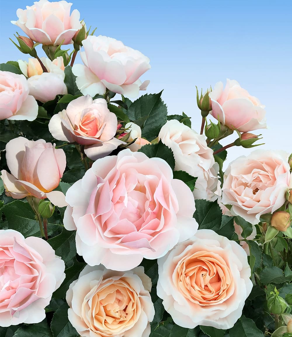 Rose parfumée 'Jardin des Tuileries®'
